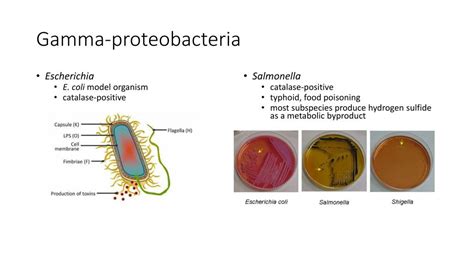 PPT - Alpha- proteobacteria PowerPoint Presentation, free download - ID:3585847