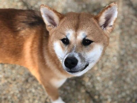 Shiba Inu Mixes: 30 Different Shiba Dog Crossbreeds - K9 Web