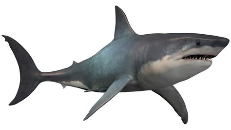 The giant Megalodon shark was three times as big as a great white, new ...