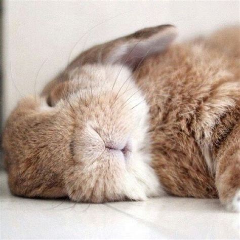 Cute baby bunny sleeping awww | Baby Bunnies | Pinterest