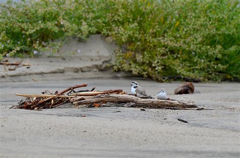 Western Snowy Plover Monitoring Program — Los Angeles Audubon Society