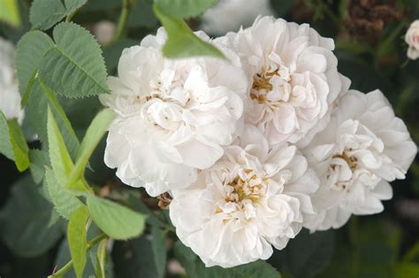 10 Popular Heirloom Roses For Your Garden