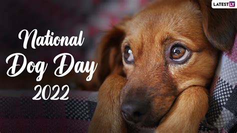 National Dog Day 2022 Quotes and Captions: Heartwarming and Sweet Words ...