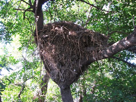 Holes in My Soles: The Hammerkop's nest reveals a surprise!.