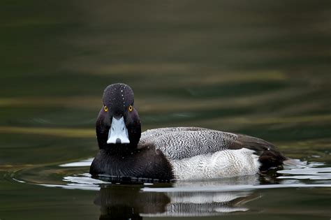 Male Lesser Scaup | BirdNote