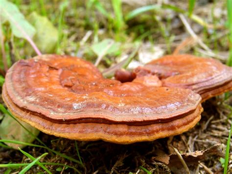 Reishi Mushroom: Health Benefits, Risks & Recipe - Boldsky.com