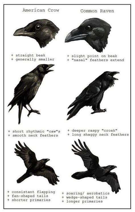 ♥§• / Corvid | Crow, Raven, Animals