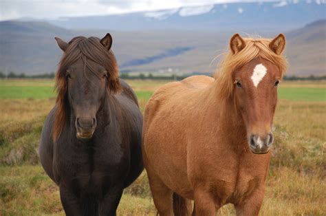 File:Icelandic Horses, Borgarnes, Iceland.jpg - Wikimedia Commons