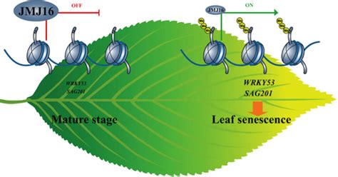 The Epigenetics of Leaf Senescence | Plantae