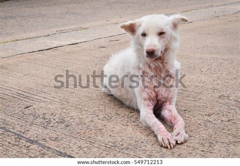 Dog Scabies Stock Photo 549712213 | Shutterstock