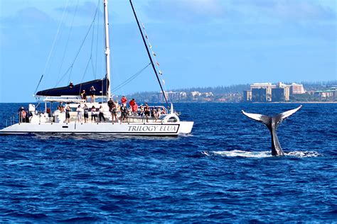 Kaanapali Whale Watch - Whale Watch with Maui's #1 Ecotour Operator