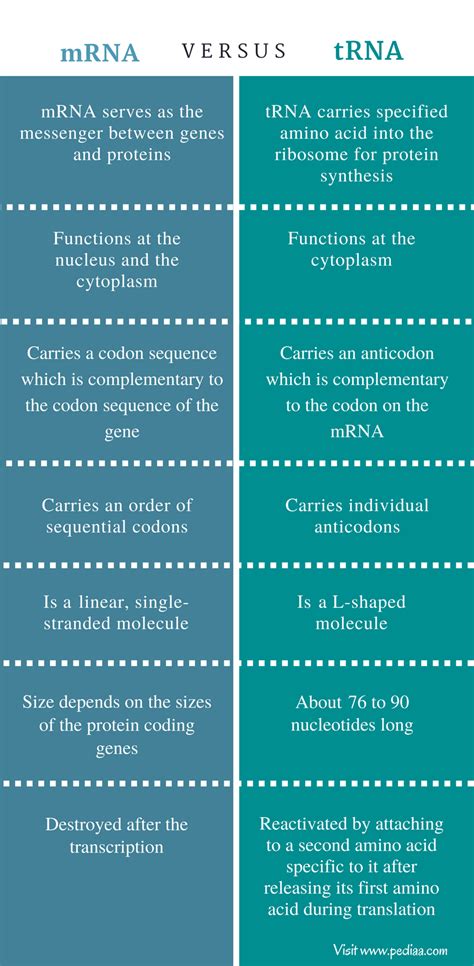 Difference Between mRNA and tRNA | Structure, Function, Synthesis, Degradation