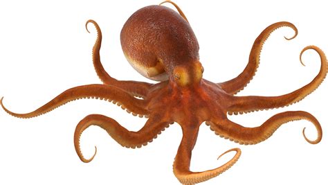 Octopus PNG