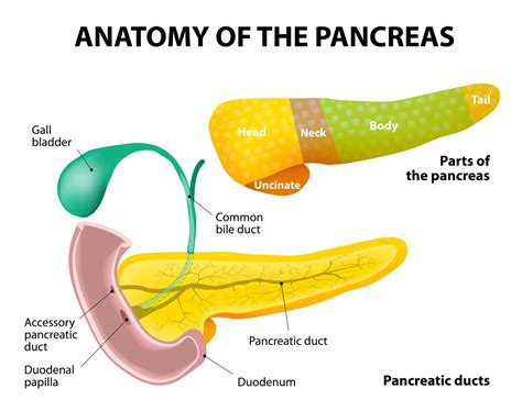 Anatomy Of The Pancreas Ppt Diagram Pancreas Diagram Ppt | Porn Sex Picture