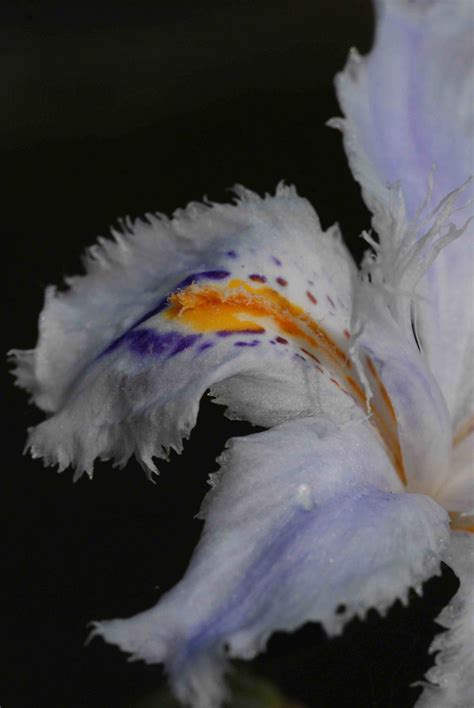 Iris japonica ‘Variegata’ – update | The Biking Gardener