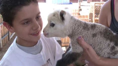 Rare hybrid 'geep' born at Arizona petting zoo - ABC7 Chicago