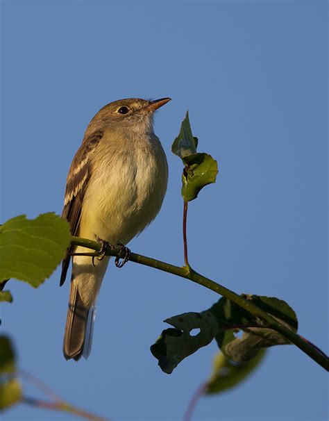 Bird of the Week – Alder Flycatcher : The Mudflats | Interesting Things From The Upper Left Corner