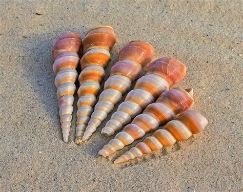 Pile of Beige Seashells Near Seashore · Free Stock Photo