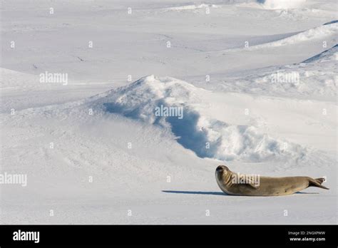 Antarctica, Amundsen Sea, Siple Island. Ross seal (Ommatophoca rossii ...