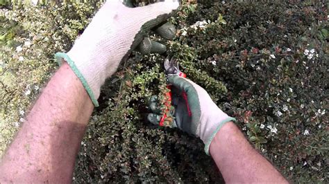 'Natural Look' pruning of Cotoneaster - YouTube