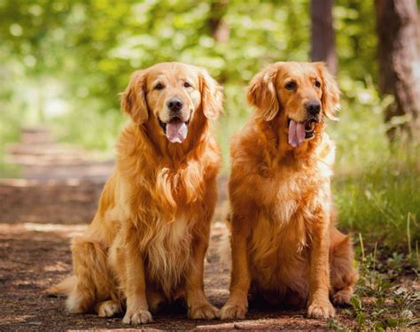 Sooner Golden Retriever Rescue | OKC Pet Adopt