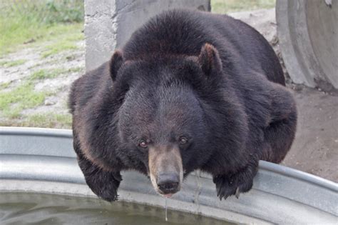 One of the many bears at Big Cat Habitat and Gulf Coast Sanctuary in ...