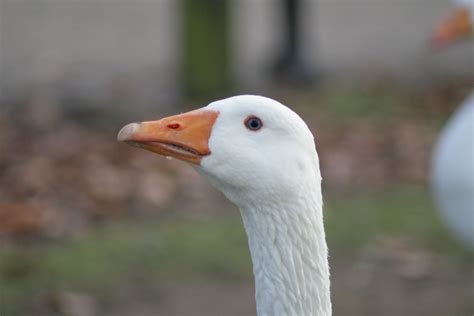 Goose Head | Goose