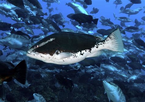 Grouper Moon Project Results in Sweeping Science-Based Protections For ...