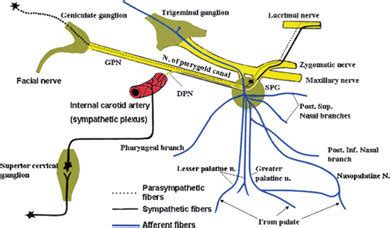 Parasympathetic preganglionic axons derived from the facial nerve leave... | Download Scientific ...