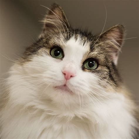 Adoptable Cats and Kittens | NYC | Adoption Center| ASPCA