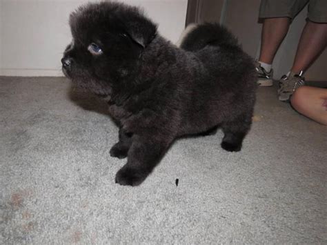 5 Chow Chow puppies for sale Gilbert - Puppies for Sale Near Me