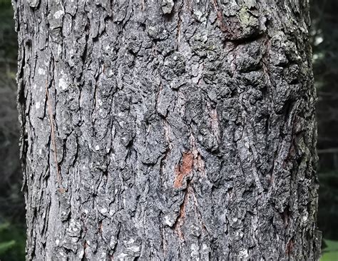 Trees of the Adirondacks: Black Cherry | Prunus serotina