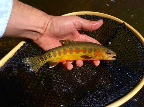 California Golden Trout – Western Native Trout