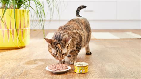 3 Reasons to Consider Grain-Free Cat Food | BeChewy