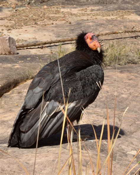 California condor at Grand Canyon National Park | FWS.gov