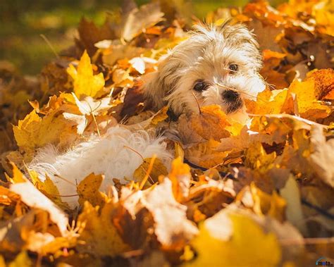 Dog Playing in Leaves, autumn, leaves, dog, animal, foliage, HD wallpaper | Peakpx