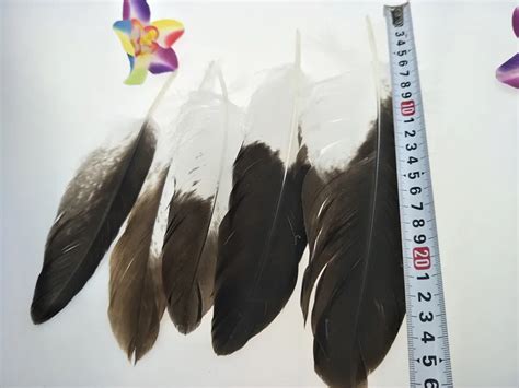 New wholesale 20pcs scarce natural golden eagle feathers 2 11inch /5 ...