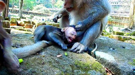 Note !! Luki doing cruelty on baby, Monkey fight baby hardly, Just need ...