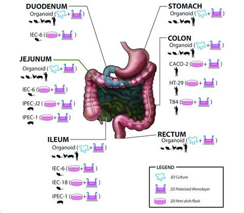 | Summary of in vitro and ex vivo models including species origin ...