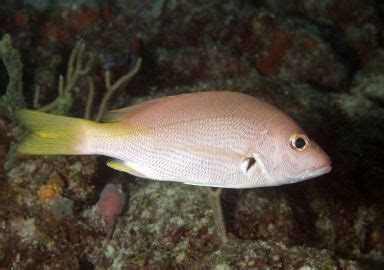 Blackfin Snapper fishing trips in South America