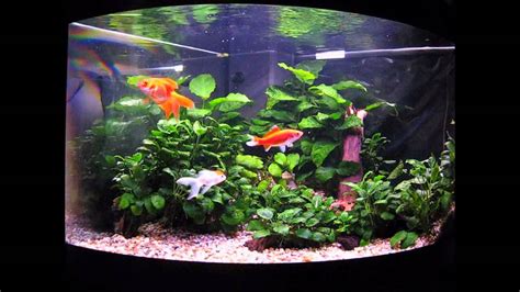 Planted goldfish aquarium - retrohac