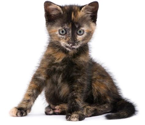 The Tortoiseshell Cat - Cat Breeds Encyclopedia