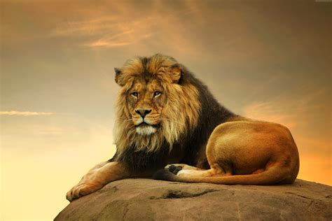 Brown lion lying down on rock during golden hour HD wallpaper ...