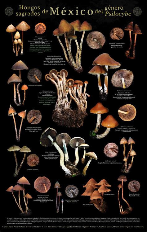 Visual : Magic mushrooms of Mexico. Psilocybe genre. - Infographic.tv - Number one infographics ...