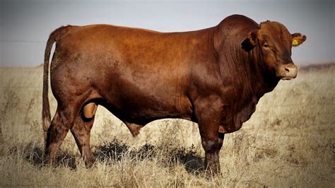 Beefmaster bull at Elmic Stud by Photographer Theus Badenhorst | Beefmaster bull, Horse ...