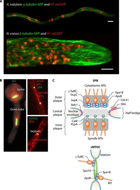 The microtubule cytoskeleton. (A) Microtubule cytoskeleton and nuclear... | Download Scientific ...