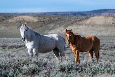 Where to See Wild Horses