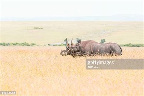 260 Black Rhino Calf Stock Photos, High-Res Pictures, and Images - Getty Images