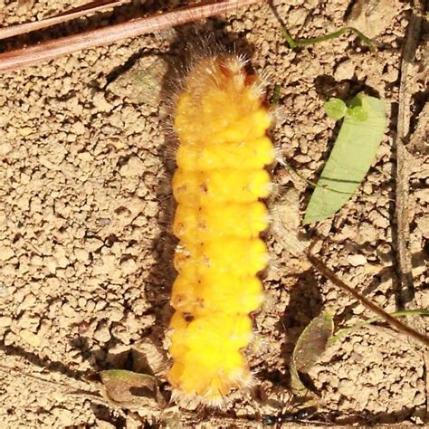 White Flannel Moth Caterpillar- Hodges#4650 - Ventral - Norape cretata ...