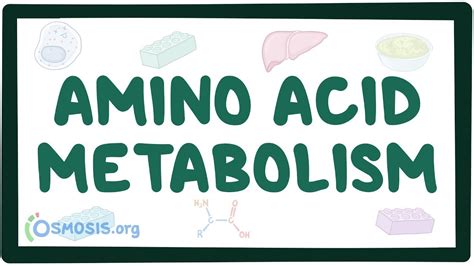 Amino acid metabolism: Video, Causes, & Meaning | Osmosis